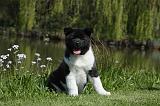 AKITA AMERICAIN 467